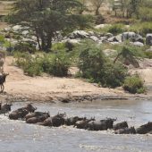  The Serengeti, TZ